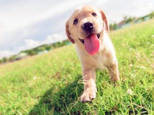 Every puppy and family is different, which is why we will develop a personal recommendation plan to suit your puppy’s needs and your family’s lifestyle.