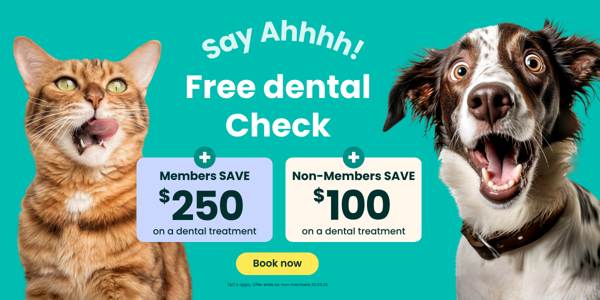 dental-aug-26-1200x600